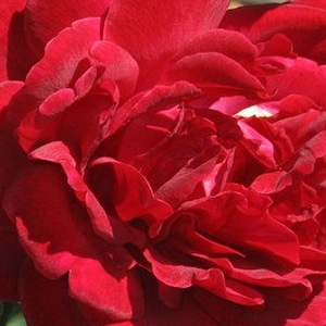 Kaufen - Rosa Thor - diskret duftend - Kletterrosen - rot - Michael Henry Horvath - Intensiv rote Kleterrose mit vollgefüllten Blüten.